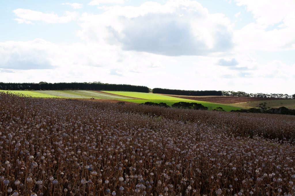 22 - Wynyard (4).jpg